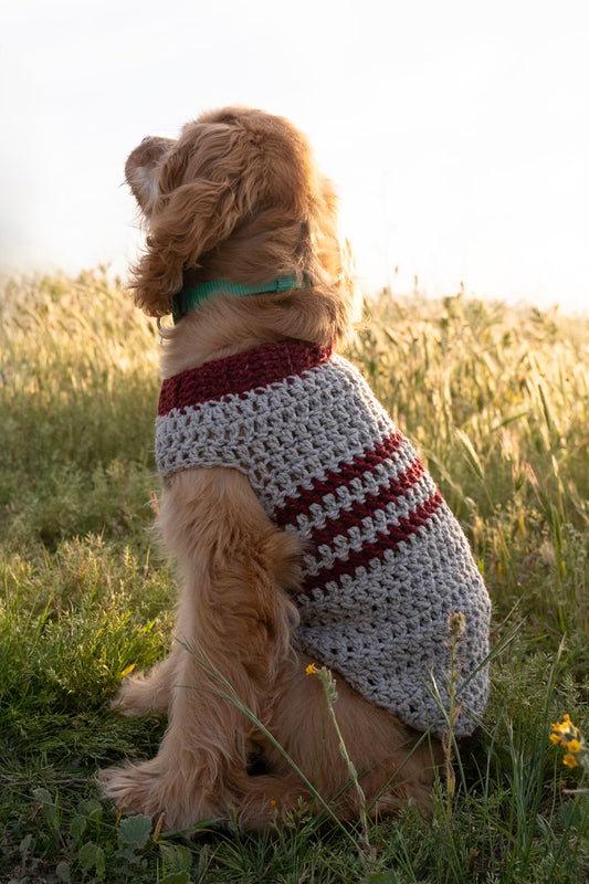 cocker spaniel puppy wearing a grey and red striped crochet sweater, featuring a ribbed collar