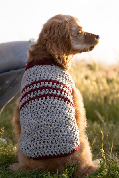 cocker spaniel puppy wearing a grey and red striped crochet sweater, featuring a ribbed collar